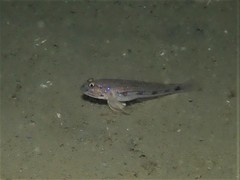 Acentrogobius pflaumii
