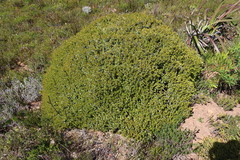 Podalyria biflora