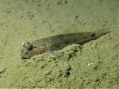 Acentrogobius pflaumii
