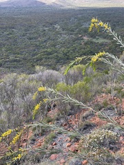 Acacia euthycarpa