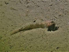 Acentrogobius pflaumii