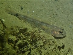 Acentrogobius pflaumii