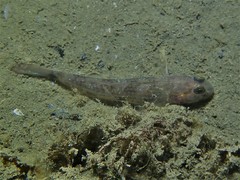 Acentrogobius pflaumii