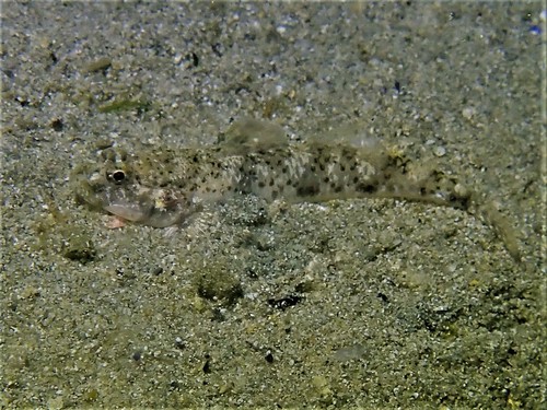 Longfinned goby (Favonigobius lateralis) — Gobiidae — 2