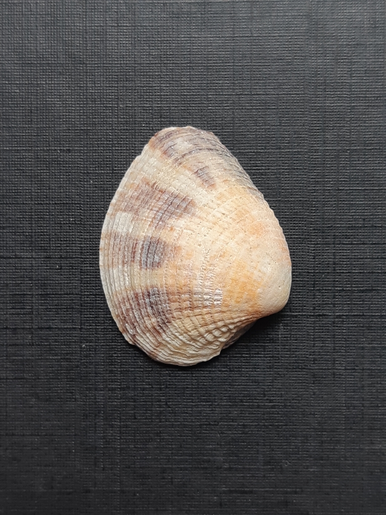 Leukoma subrostrata