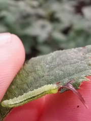 Pristiphora pallidiventris