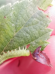 Pristiphora pallidiventris