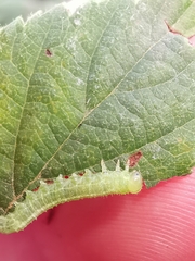 Pristiphora pallidiventris