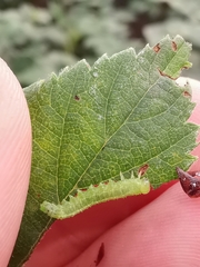 Pristiphora pallidiventris