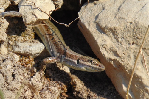 Erhard's Wall Lizard, photo 7 of 8