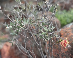 Grevillea aspera