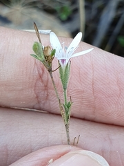 Dianthus illyricus image