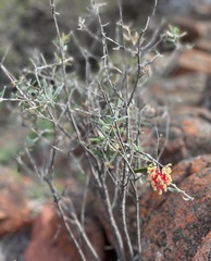 Grevillea aspera