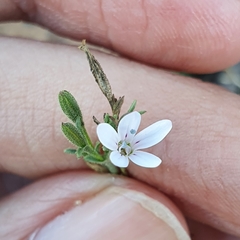 Dianthus illyricus image