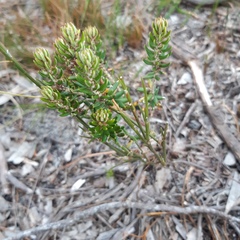 Trichocephalus stipularis