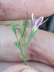 Dianthus illyricus image