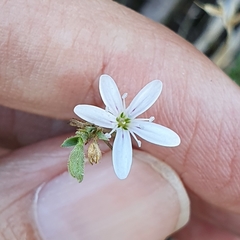 Dianthus illyricus image