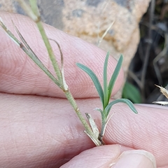 Dianthus illyricus image