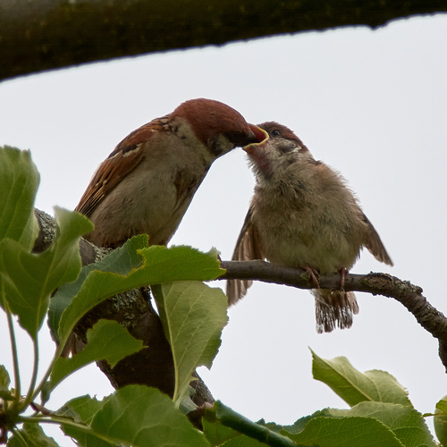 Gorrión molinero (Passer montanus)
