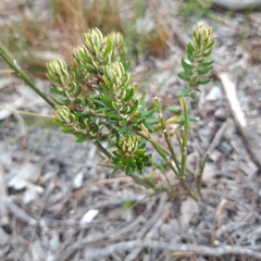 Trichocephalus stipularis
