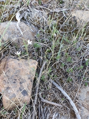 Dianthus illyricus image