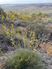 Acacia continua