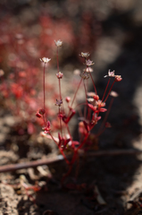 Crassula vaillantii