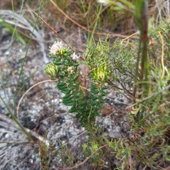 Trichocephalus stipularis