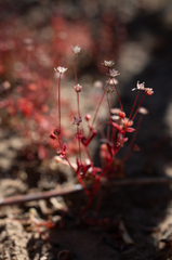 Crassula vaillantii