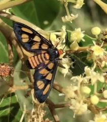 Amata annulata