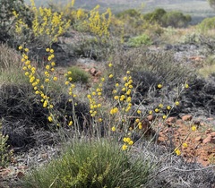 Acacia continua