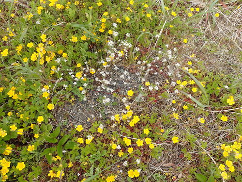 Potentilla stolonifera
