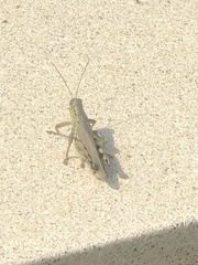 Melanoplus differentialis