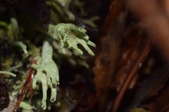 Cladonia subulata