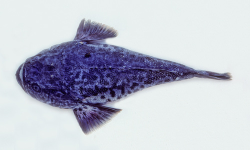 Blue stargazer (Pleuroscopus pseudodorsalis) — Uranoscopidae — 3