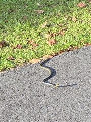 Dendrelaphis kopsteini