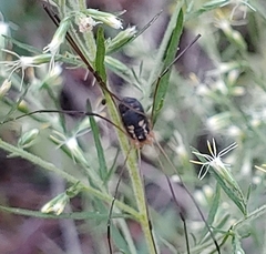 Leiobunum bimaculatum