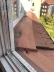 Diptera