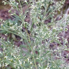 Leiobunum bimaculatum
