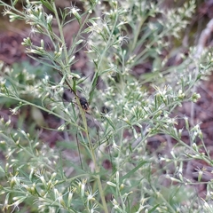 Leiobunum bimaculatum