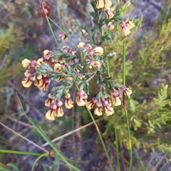 Hermannia joubertiana