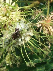 Leucocelis aeneicollis