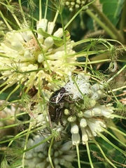 Leucocelis aeneicollis