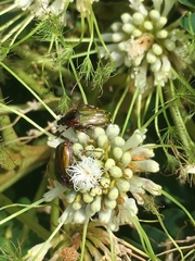 Leucocelis aeneicollis