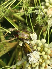 Leucocelis aeneicollis