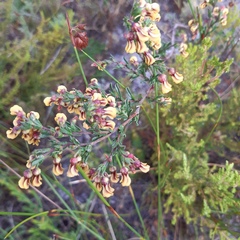 Hermannia joubertiana
