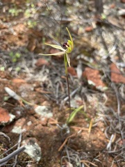 Caladenia toxochila