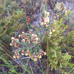 Hermannia joubertiana