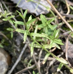 Gratiola brevifolia