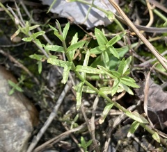 Gratiola brevifolia